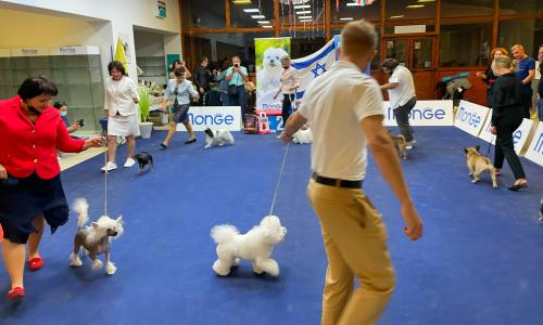 Israel. Club Dog Show 13.11.2021